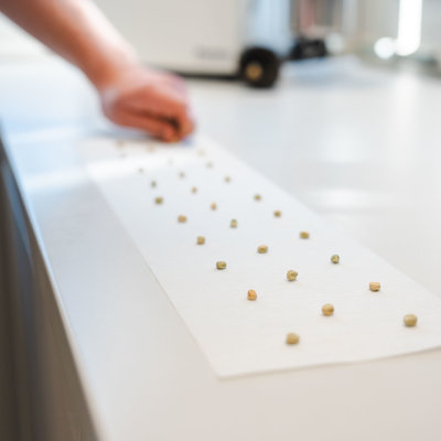 Erbsen werden in Reihen auf Papier für eine Keimprobe ausgelegt